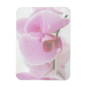 Imán Foto rosada elegante de la orquídea
