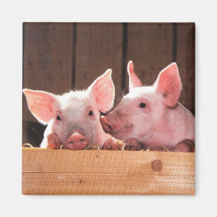 Imán Fotografía animal de lechones rosados