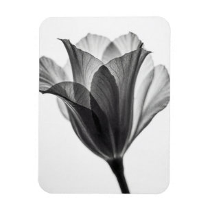 Imán Fotografía artística botánica monocroma