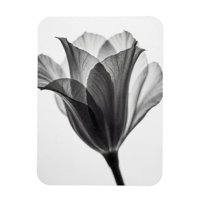 Imán Fotografía artística botánica monocroma (Vertical)