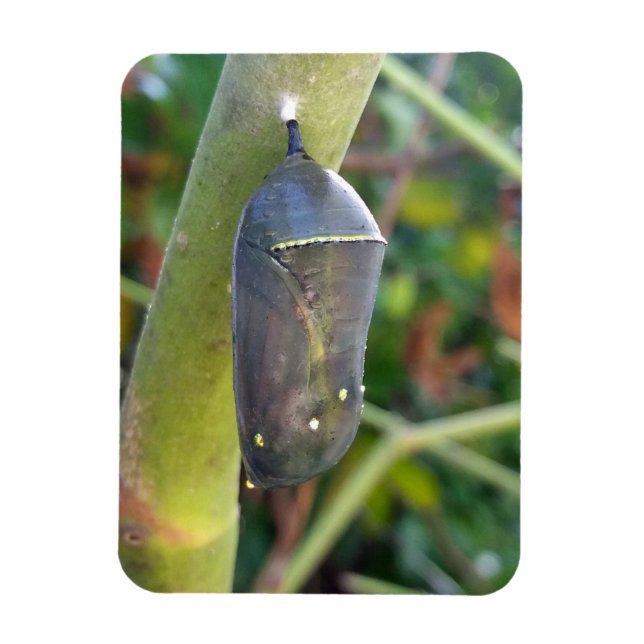 Imán Fotografía: Crisalis de la mariposa monarca (Vertical)