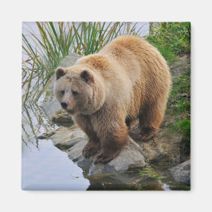 Imán Fotografía de animal silvestre de oso grizzly