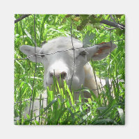 Fotografía de animales de granja de cabras blancas