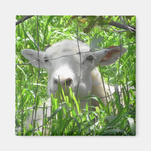 Imán Fotografía de animales de granja de cabras blancas