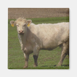 Imán Fotografía de animales de la granja de vacas blanc