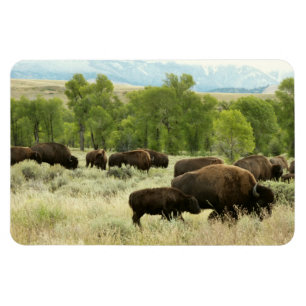 Imán Fotografía de animales de la naturaleza de Wyoming