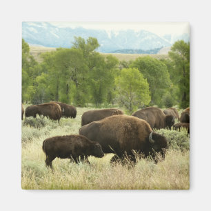 Imán Fotografía de animales de la naturaleza de Wyoming