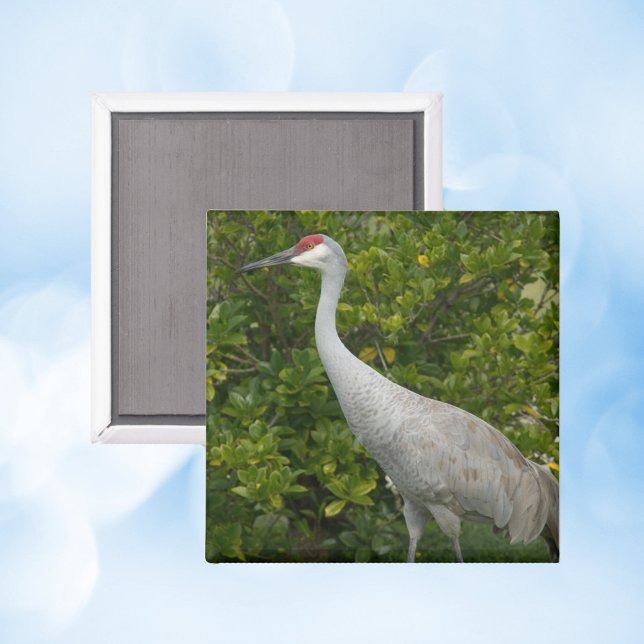 Imán Fotografía de Ave Natural de Sandhill Crane (A magnet with a photo of a sandhill crane bird)