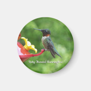 Imán Fotografía de aves de colibrí de garganta rubí