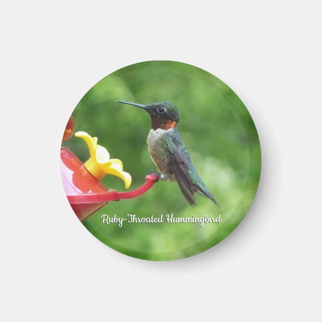 Imán Fotografía de aves de colibrí de garganta rubí (Frente)