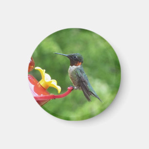 Imán Fotografía de aves de colibrí de garganta rubí