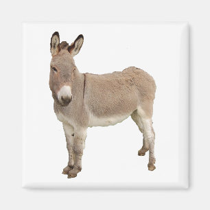 Imán Fotografía de Burro de burro burro burro