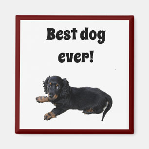 Imán Fotografía de Cachorro Español Dachshund