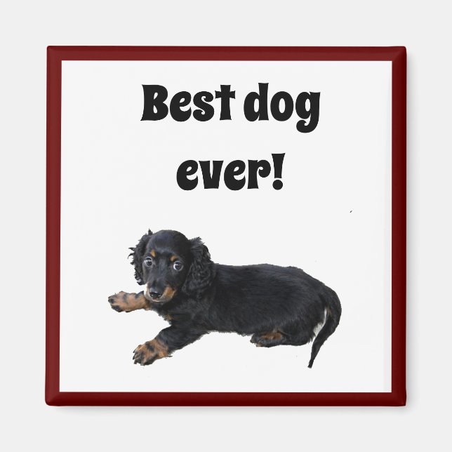Imán Fotografía de Cachorro Español Dachshund (Frente)