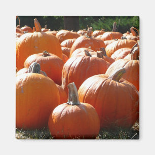 Imán Fotografía de calabazas para Caída, Halloween o Dí