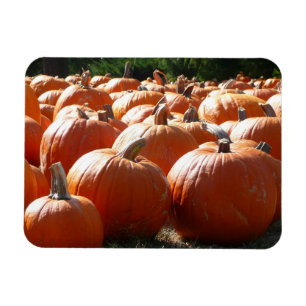 Imán Fotografía de calabazas para Caída, Halloween o Dí