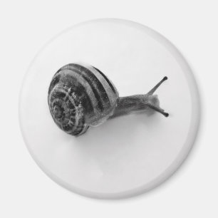 Imán Fotografía de caracol de jardín en la naturaleza