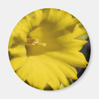 Imán Fotografía de cerca de flor de narciso amarillo