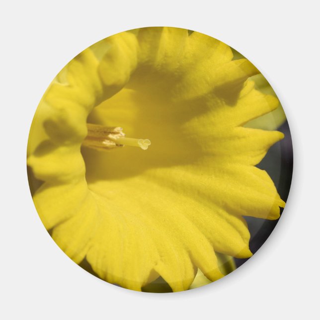 Imán Fotografía de cerca de flor de narciso amarillo (Frente)