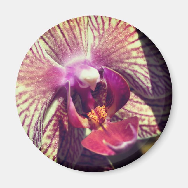 Imán Fotografía de cerca de flor de orquídea (Frente)