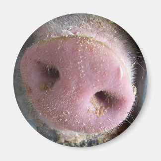 Imán Fotografía de cierre de nariz de cerdo rosa