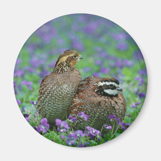 Imán Fotografía de codorniz blanco Bobwhite (Frente)