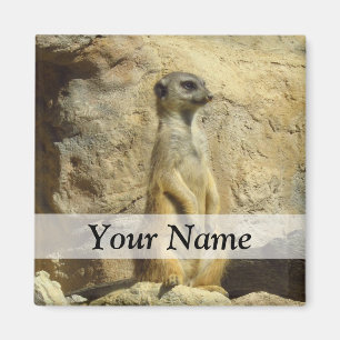 Imán Fotografía de Cute Meerkat