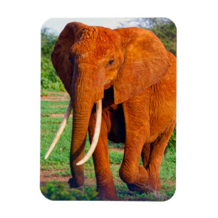 Imán Fotografía de elefante africano adulto
