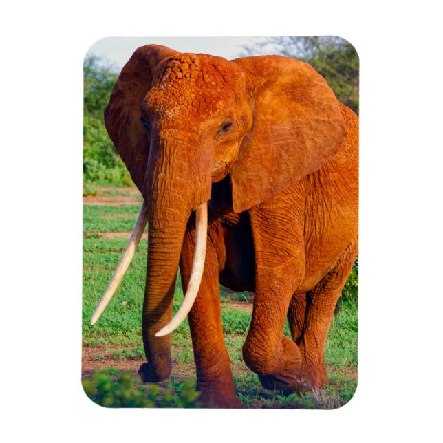 Imán Fotografía de elefante africano adulto (Vertical)