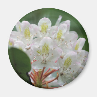 Imán Fotografía de flor de azalea blanca bonita