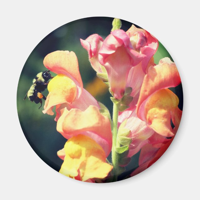Imán Fotografía de flor de boca de dragón y abeja (Frente)