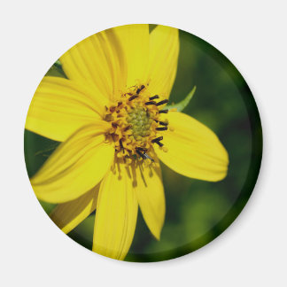 Imán Fotografía de flor de girasol Maximilian