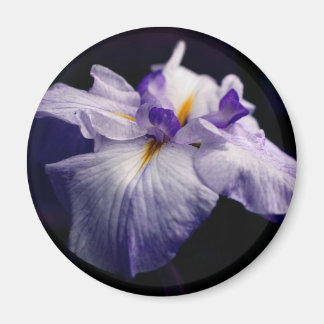 Imán Fotografía de Flor de Iris Japonesa Morada