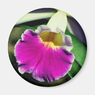 Imán Fotografía de flor de orquídea delicada