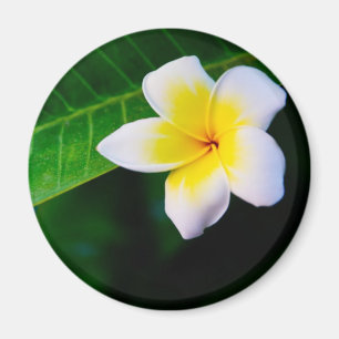 Imán Fotografía de Flor de Plumeria