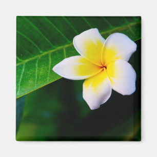 Imán Fotografía de Flor de Plumeria