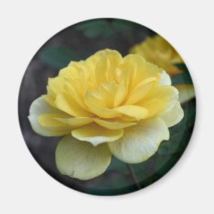 Imán Fotografía de flor de rosa amarillo