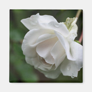 Imán Fotografía de flor de rosa blanca