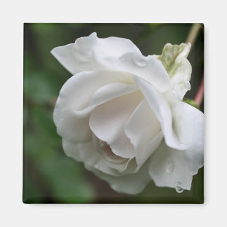 Imán Fotografía de flor de rosa blanca