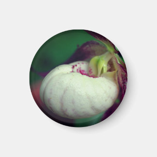 Imán Fotografía de Flor de Zapatilla de Dama Blanca