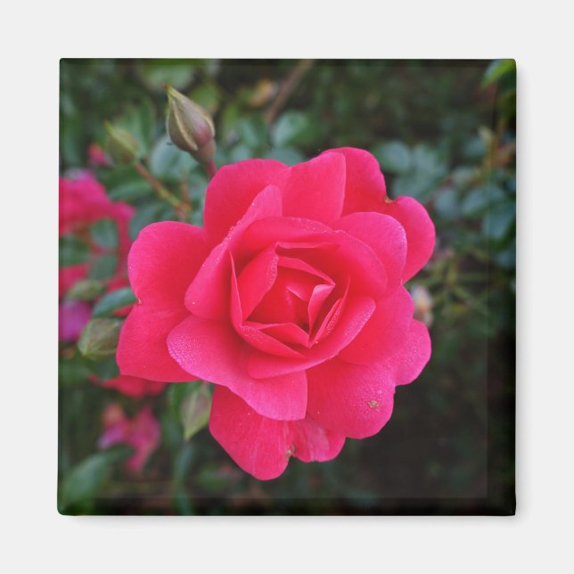 Imán Fotografía de flor rosa rosa rosa rosa bonito (Frente)
