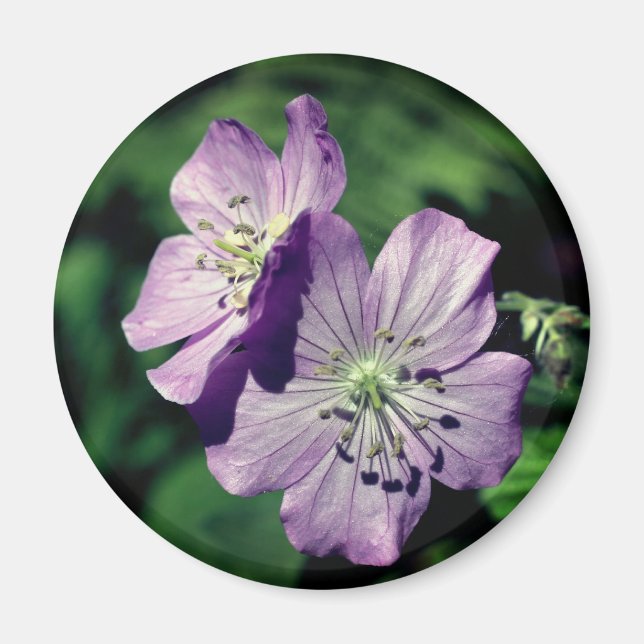 Imán Fotografía de flores de geranio de las gemelas Lav (Frente)
