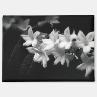 Imán Fotografía de flores de jazmín en blanco y negro