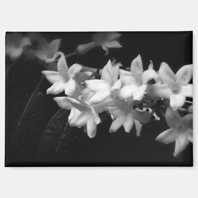 Imán Fotografía de flores de jazmín en blanco y negro (Anverso)
