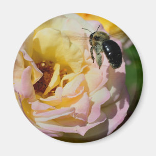 Imán Fotografía de flores de rosa y abeja bumblebee