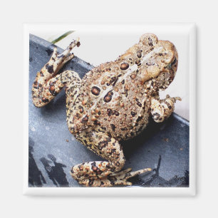 Imán Fotografía de Frog Toad