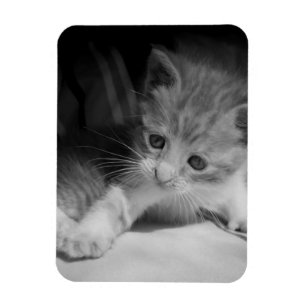 Imán Fotografía de Gatito Blanco y Negro
