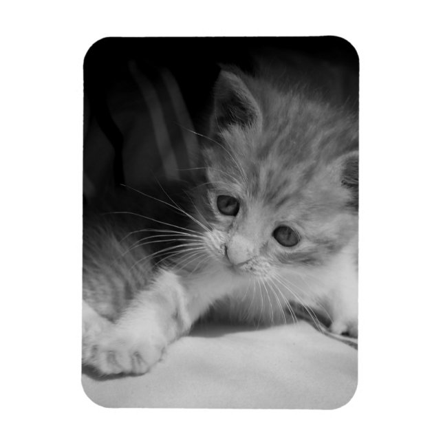 Imán Fotografía de Gatito Blanco y Negro (Vertical)