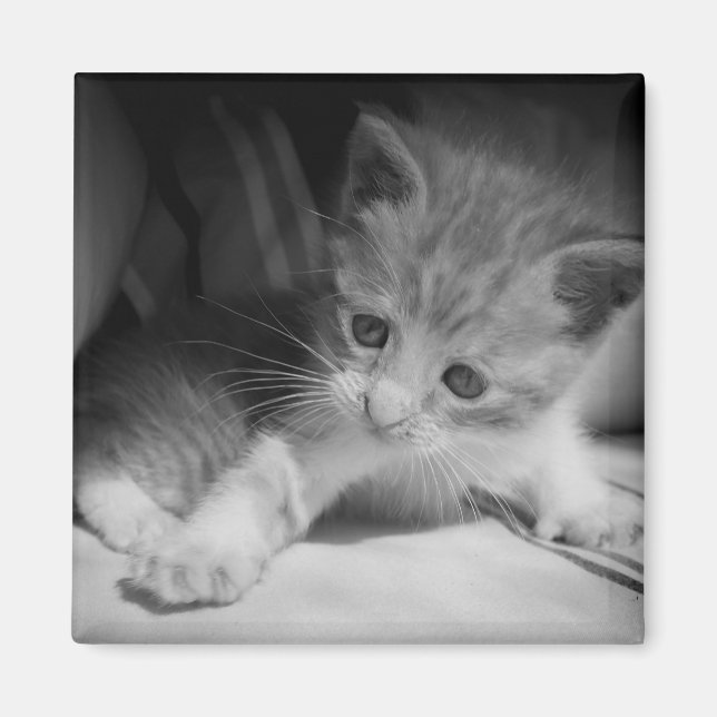 Imán Fotografía de Gatito Blanco y Negro (Frente)