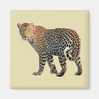 Fotografía de Gato Salvaje de Leopard Spots